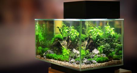 Perfect New Fish Tank: Water Quality & Cycling for Healthy Fish