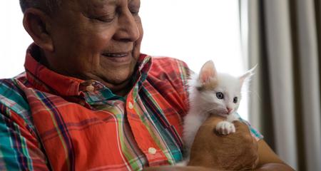 Choose Your Perfect Kitten: Health, Personality & Socialization Guide