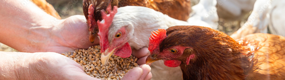 How to Start Keeping Chickens: Your Beginner's Guide to Backyard Hens
