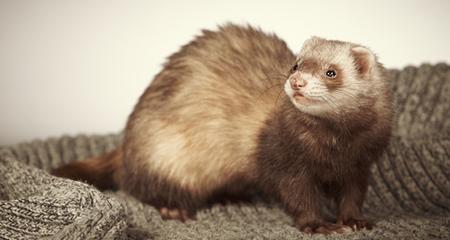Understanding Ferret Scratching & Licking: Causes, Relief & Prevention