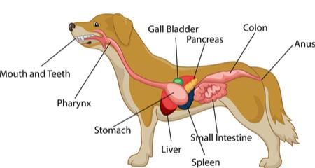 Dog Digestion Secrets: Esophagus, Stomach & Intestines Revealed