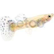 Types of fish at petco 2025