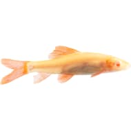 Freshwater sharks petco sales