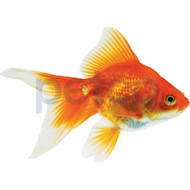 Mosquito fish for sale petco store