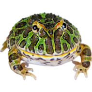 Petco Amphibians Petco