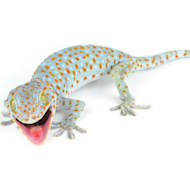 Lizards For Sale Live Pet Lizards For Sale Petco