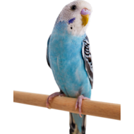 Petco finches top
