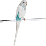 Petco green cheek conure price store