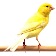 Budgie top price petco