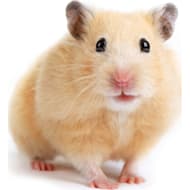 Dwarf hamster clearance petco