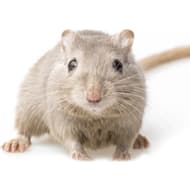 Dwarf hamster petco deals