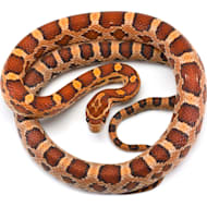 Petco snake bedding outlet