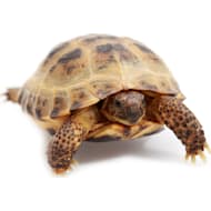 Petco 50 shop off reptiles