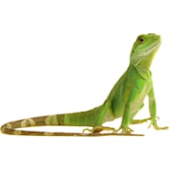 Petco top reptile day