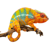 Petco lizards shop