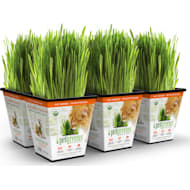 Pet Greens Petco