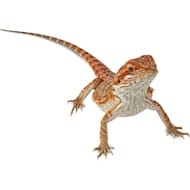 Petco reptiles hot sale