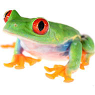 Tomato frog petco online