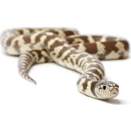 Ball python hotsell at petco