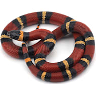 Corn snake shop petco