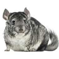 Small Pets & Animals: Hamsters, Rabbits & More | Petco