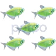 Neon hot sale fish petco