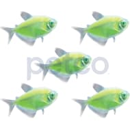 GloFish� 20G Moonlight LF Tetra-Danio-Shark 12ct Live Fish Assortment 