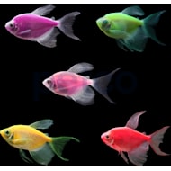 Petco glofish best sale