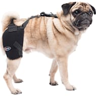 Dog leg brace petco outlet