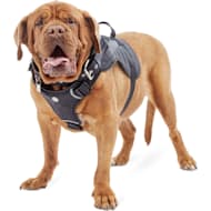 How to put on a good2go dog harness outlet