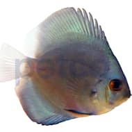 Petco Freshwater Fish Betta Tetra Guppies More Petco