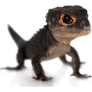Live lizards for sale online store