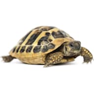 Petsmart turtles for sale clearance