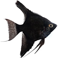 Oscar fish for sale petco on sale