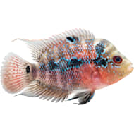 Shark fish petco clearance