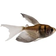 Petco Freshwater Fish: Betta, Tetra, Guppies & More