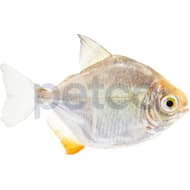 Bala shark best sale petco