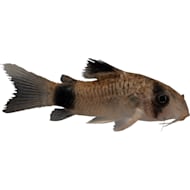 Petco Freshwater Fish Catfish Petco