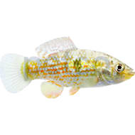 Mosquito fish for sale petco hot sale