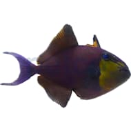 Petco with saltwater fish near me shop