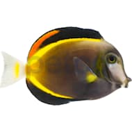 Petco Saltwater Fish Marine Fish Available In Store