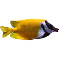 Petco Saltwater Fish Marine Fish Available In Store