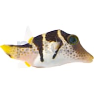 Petco marine fish on sale