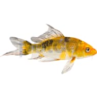 Mosquito sales fish petco