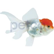 Oscar fish for sale petco sale