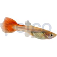 Freshwater outlet sharks petco