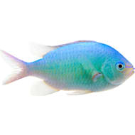 Nemo fish sales petco