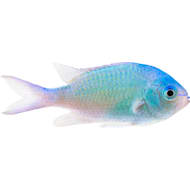 Petco with saltwater fish near me sales