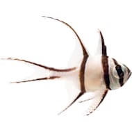 Petco Marine Fish Cardinalfish Petco