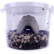 Josh s Frogs Live Reptile Food Petco